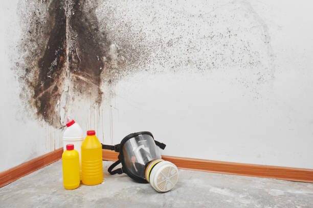 Best Professional Mold Removal  in East Jordan, MI