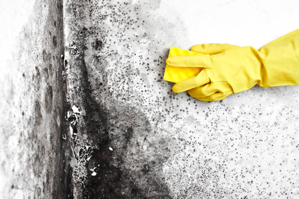 Mold Testing and Removal in East Jordan, MI