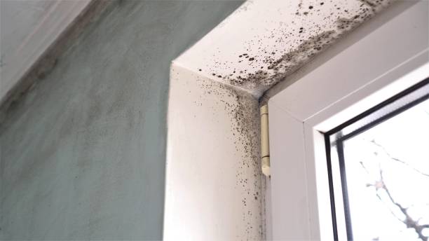 Best Crawl Space Mold Removal  in East Jordan, MI