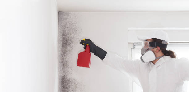 Best Fast Mold Removal  in East Jordan, MI