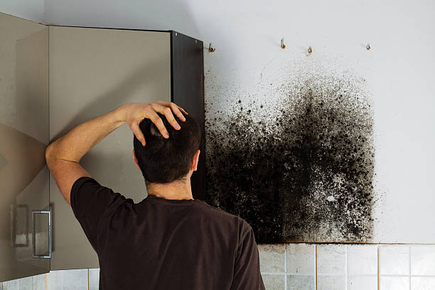 Best Mold Testing and Removal  in East Jordan, MI